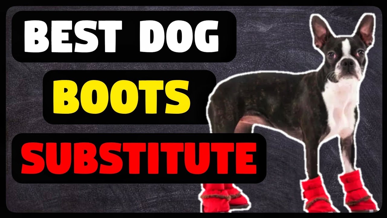 Winter Proofing Dog Paws | When Your Dog Won't Wear Dog Boots