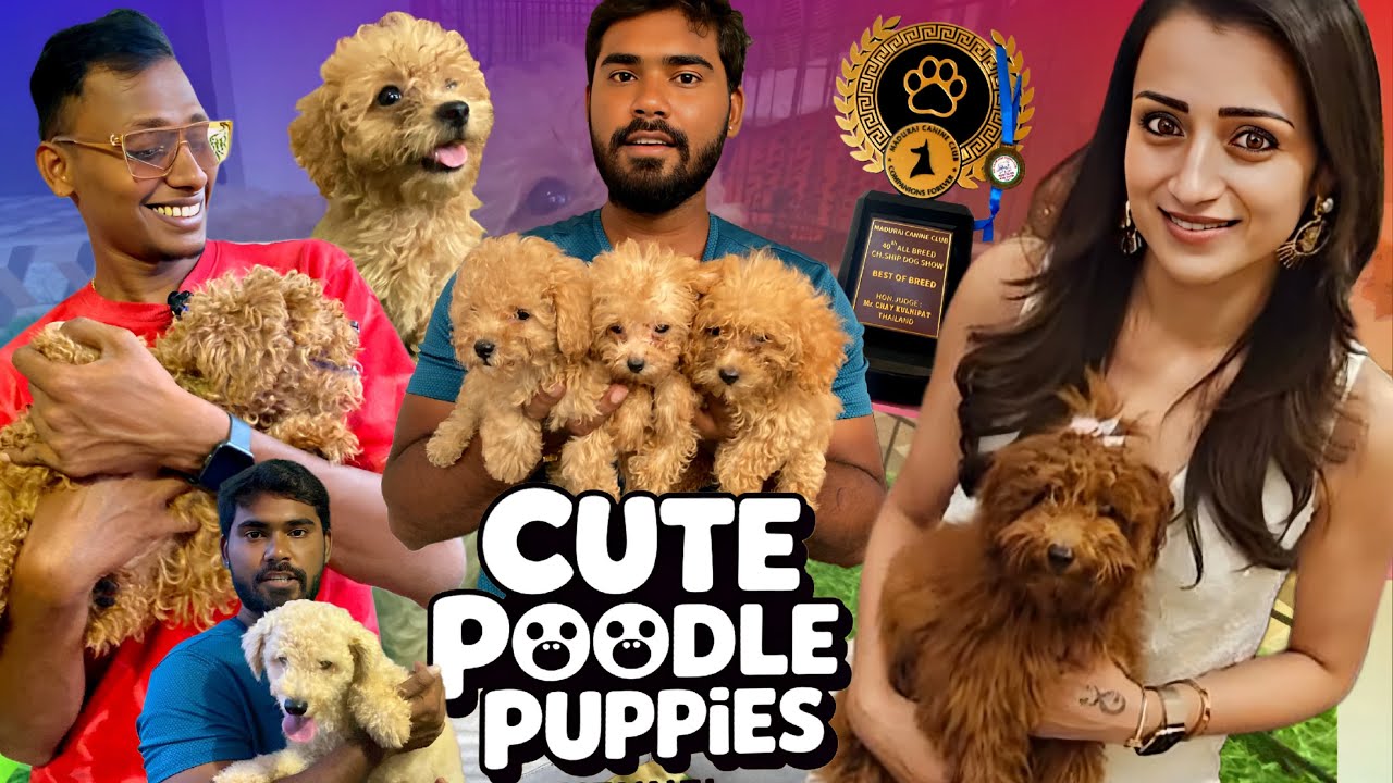 Chennai’s No.1 Award Winning Poodles Kennel 🏆 | Chennai’s Best Poodles Kennel Tour  