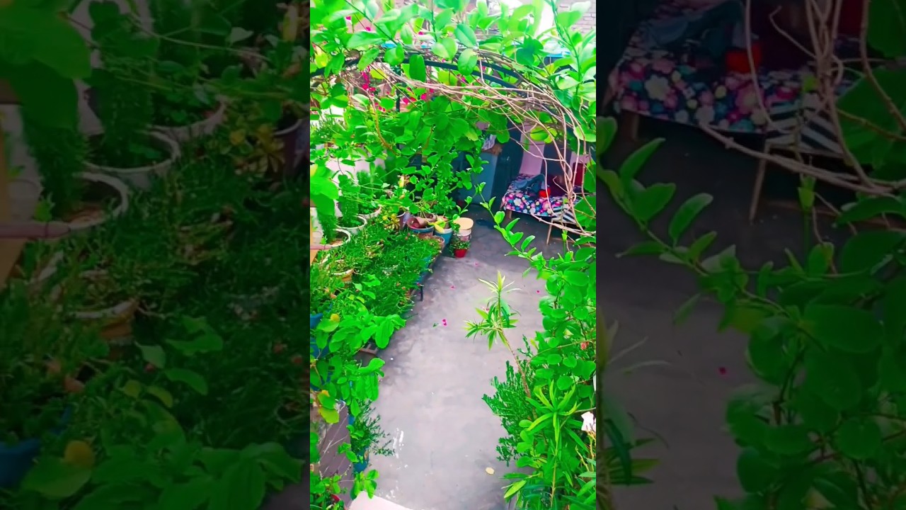 home garden entrance decor ideas #gardendecoration #backyardgardening #shortsfeed #youtubeshorts