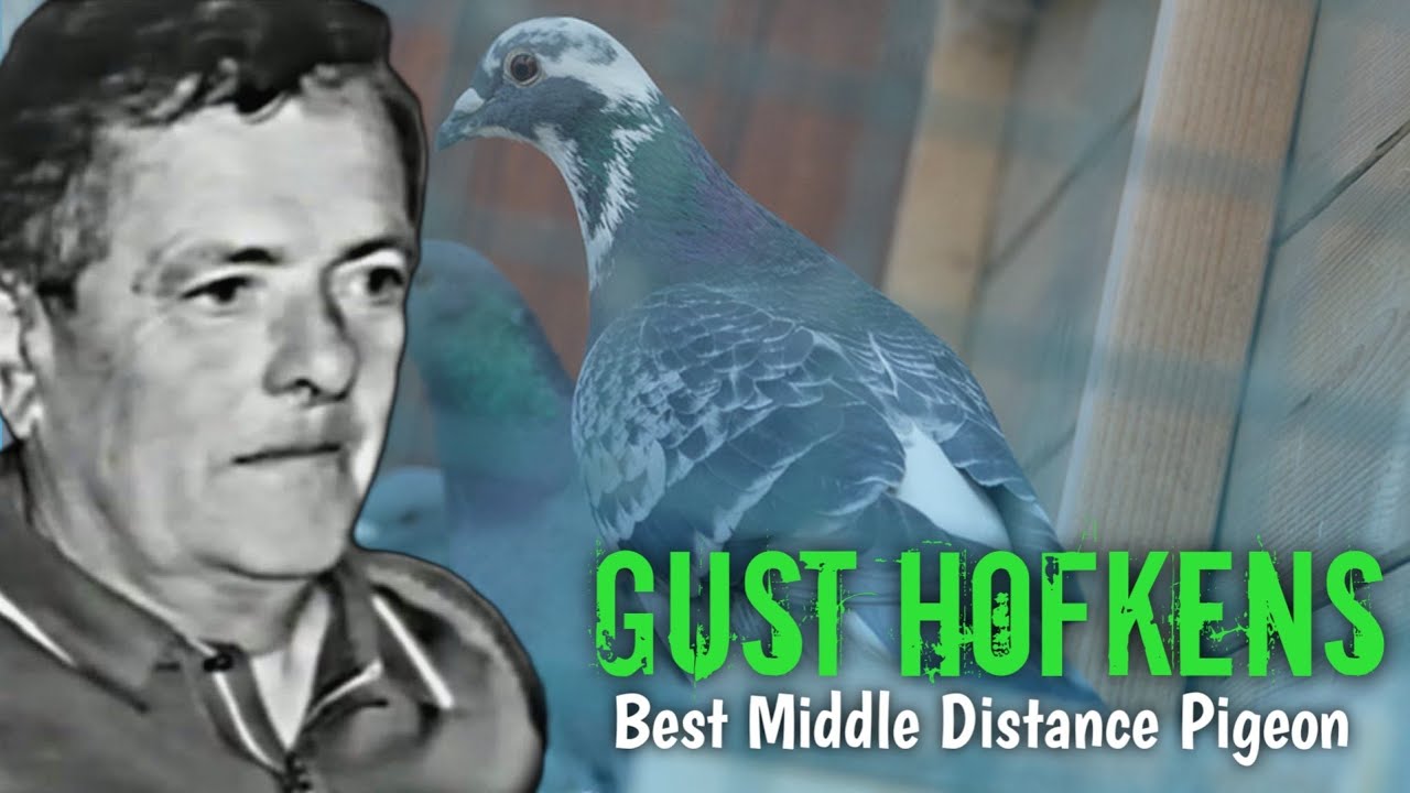 GUST HOFKENS  - Driebander