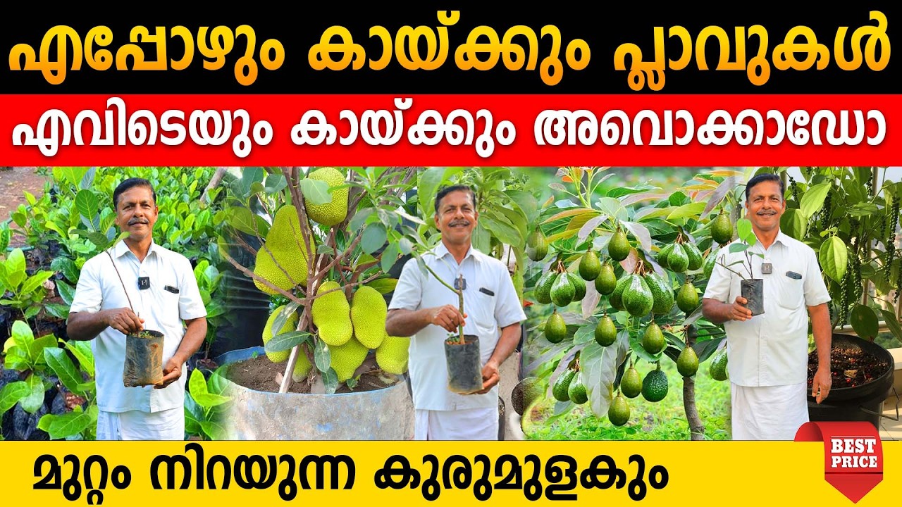 എന്നും കായ്ക്കും അതിശയ പ്ലാവുകൾ|എവിടെയും കായ്ക്കും അവൊക്കാഡോ|മുറ്റംനിറയുന്ന കുരുമുളകും#gardeningpots