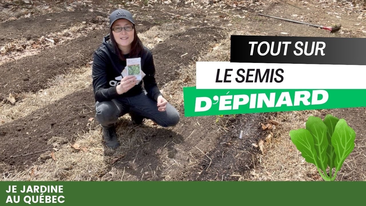 Guide complet sur la culture de l'épinard