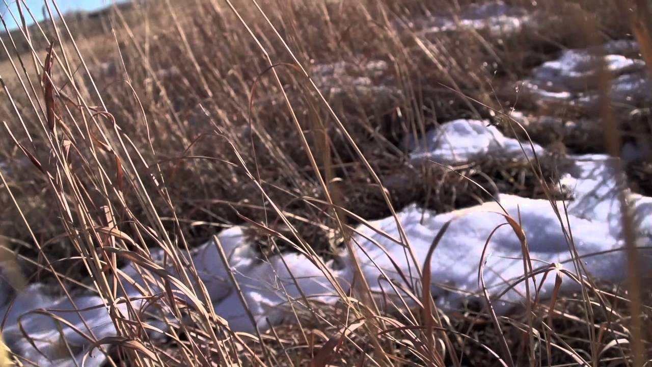 Esm&eacute; Patterson feat. Nathaniel Rateliff - My Young Man - Official Video by Rett Rogers