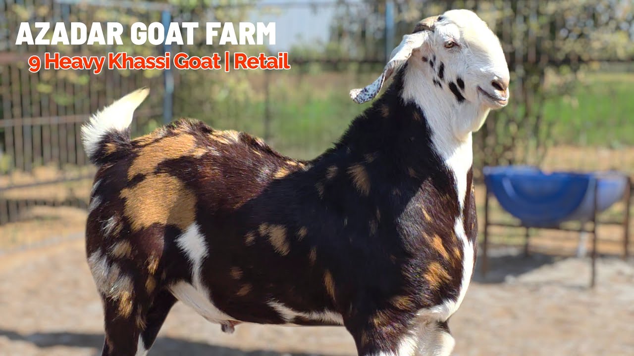 AZADAR GOAT FARM | SADIKPUR BIG HUGE SIZE KHASSI SELF FEED 135 KG | RETAIL DEAL WITH DIRECT FARMER