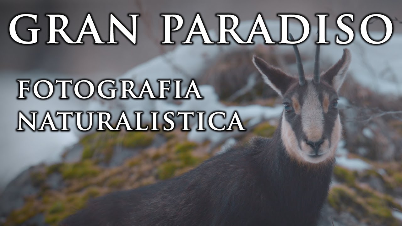 Due giorni di Workshop nel Parco Nazionale del Gran Paradiso - Fotografia Naturalistica
