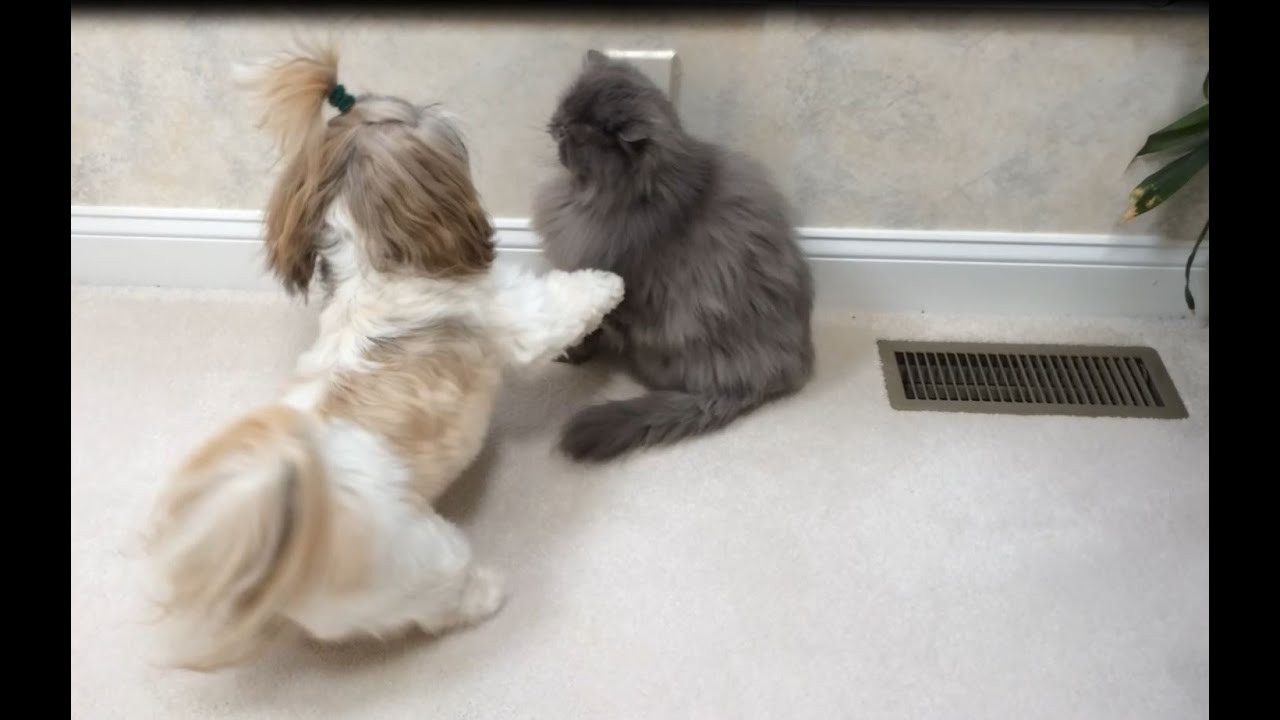 Shih Tzu dog Lacey 🐶 wants to play with Blue Persian cat Lexi 😾 | Zoomies 💨
