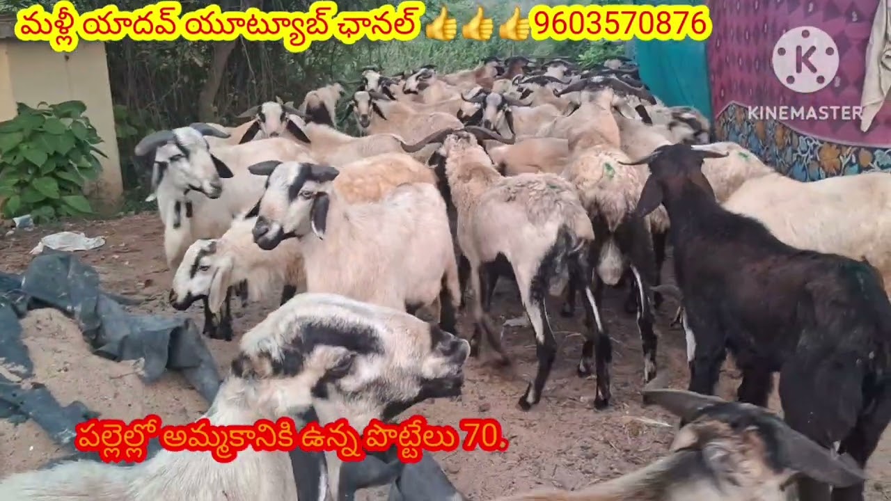 పల్లెల్లో రైతులు దగ్గర ఉన్న పొట్టేలు #gootforming #గూడూరు #గూడూరు #