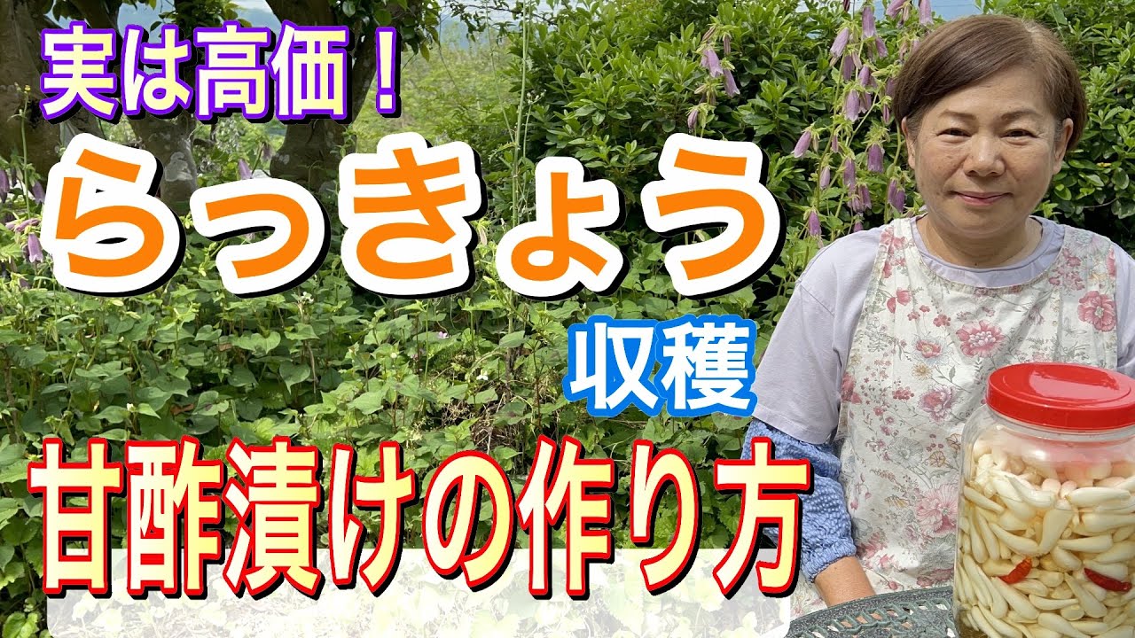 １年間カリカリで食べられる！らっきょう甘酢漬け