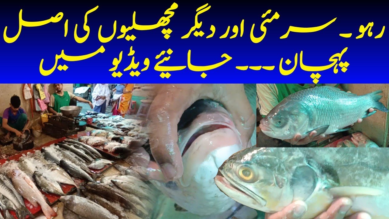 Fish market | Moosa Colonyموسى کالونى | اصل اور نقلی مچھلی کی پہچان @focus with fahim