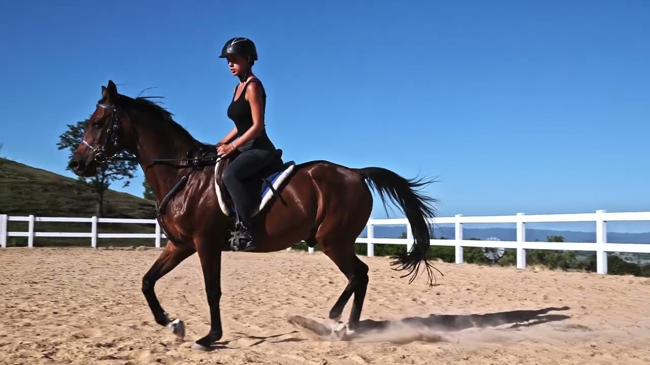 the queensland renaissance - Continues