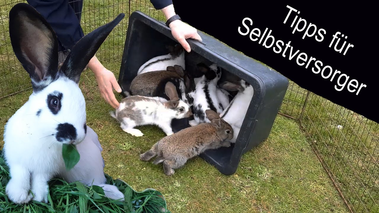 Kaninchenzucht Teil 2 | Futter + Transport