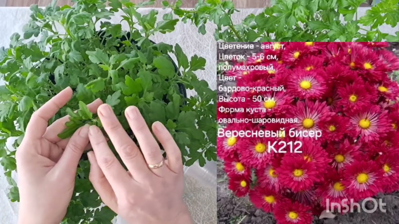 Подготовка маточников к черенкованию!Как и что?!Хризантема корейская и мультифлора!