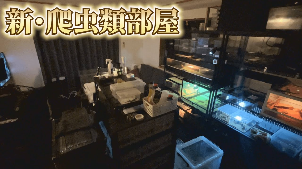 【ルームツアー】約100匹の爬虫類と暮らすYouTuberの部屋を公開します