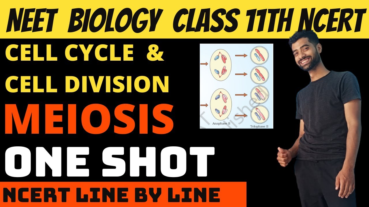 Meiosis | Cell cycle and cell division class 11th NEET | Ncert Line by Line