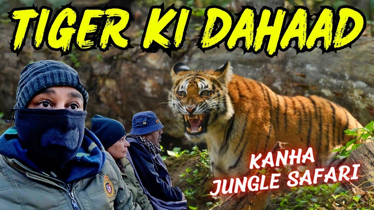 Tiger Growls Loudly at us in Kanha Jungle Safari | Best Zone in Kanha Tiger Reserve