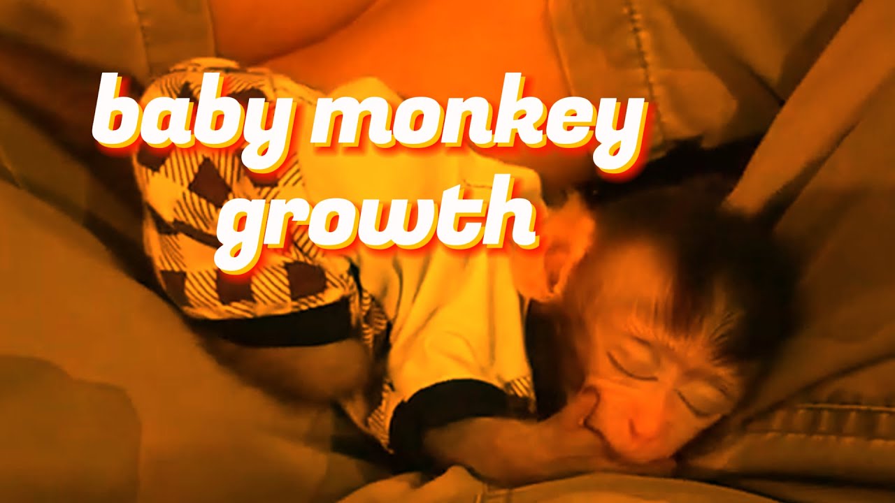 baby monkey growth.#monkey#viralvideo#viralvideos#funny#video#pets#petlover