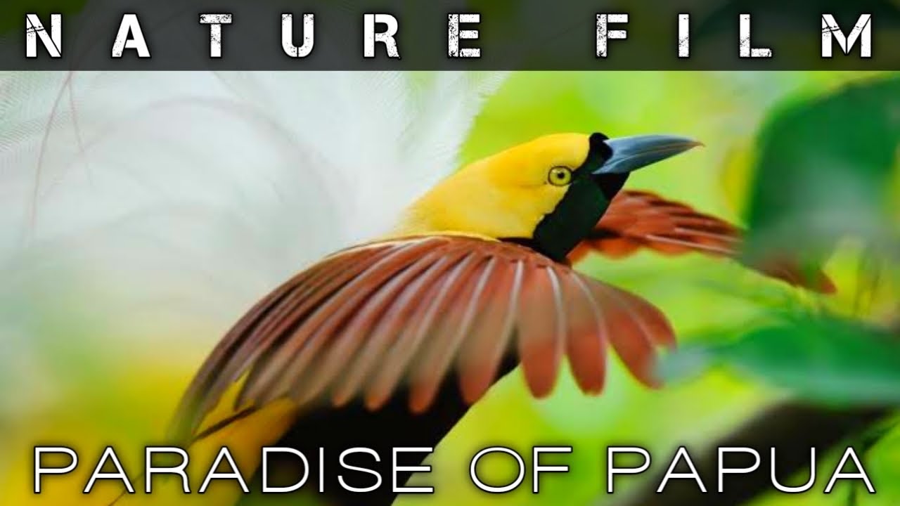 Nature Film - Beautiful Wilds of Papua | Planet Earth Documentary