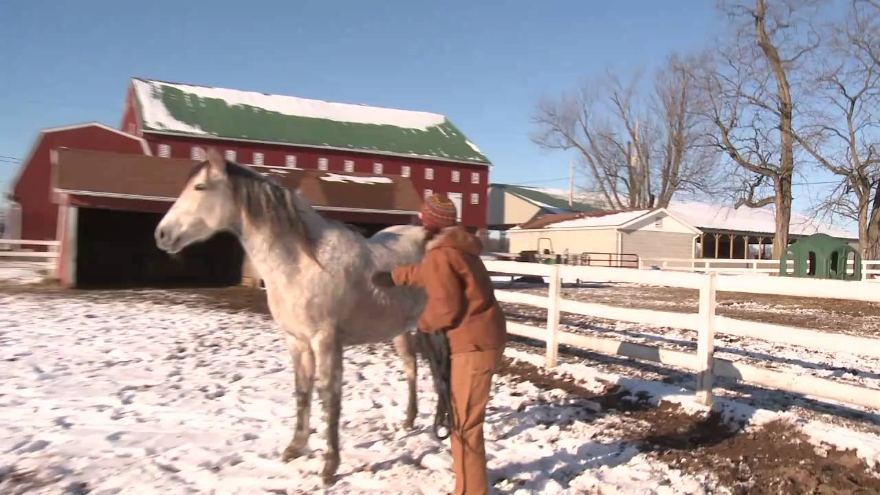 How to Liberty Train a Difficult Horse Gently and Compassionately, Dulce's first session