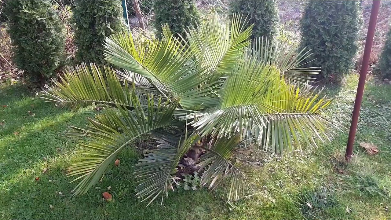BestpalmTV. Podsumowanie wzrostu palm sezon 2018