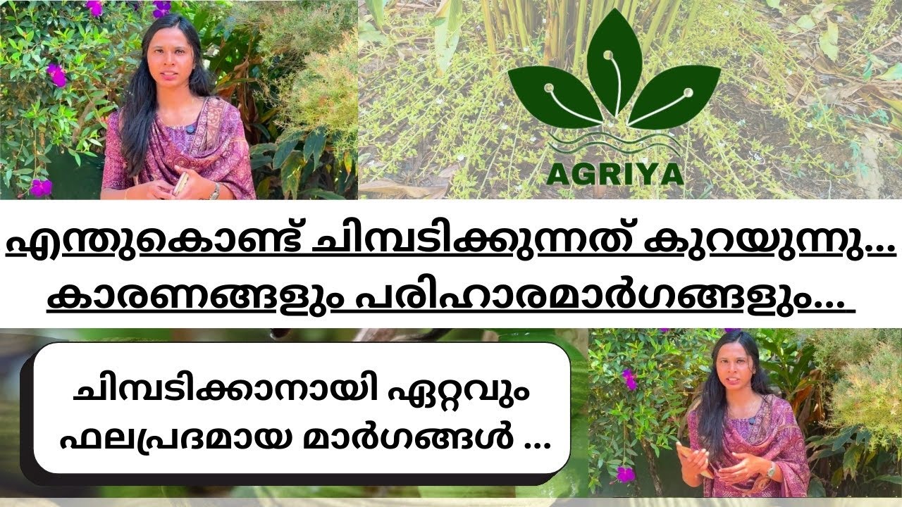 ചിമ്പടിക്കാനായി ഏറ്റവും ഫലപ്രദമായ മാർഗങ്ങൾ..#cardamom #idukki #agriculture #farmers  