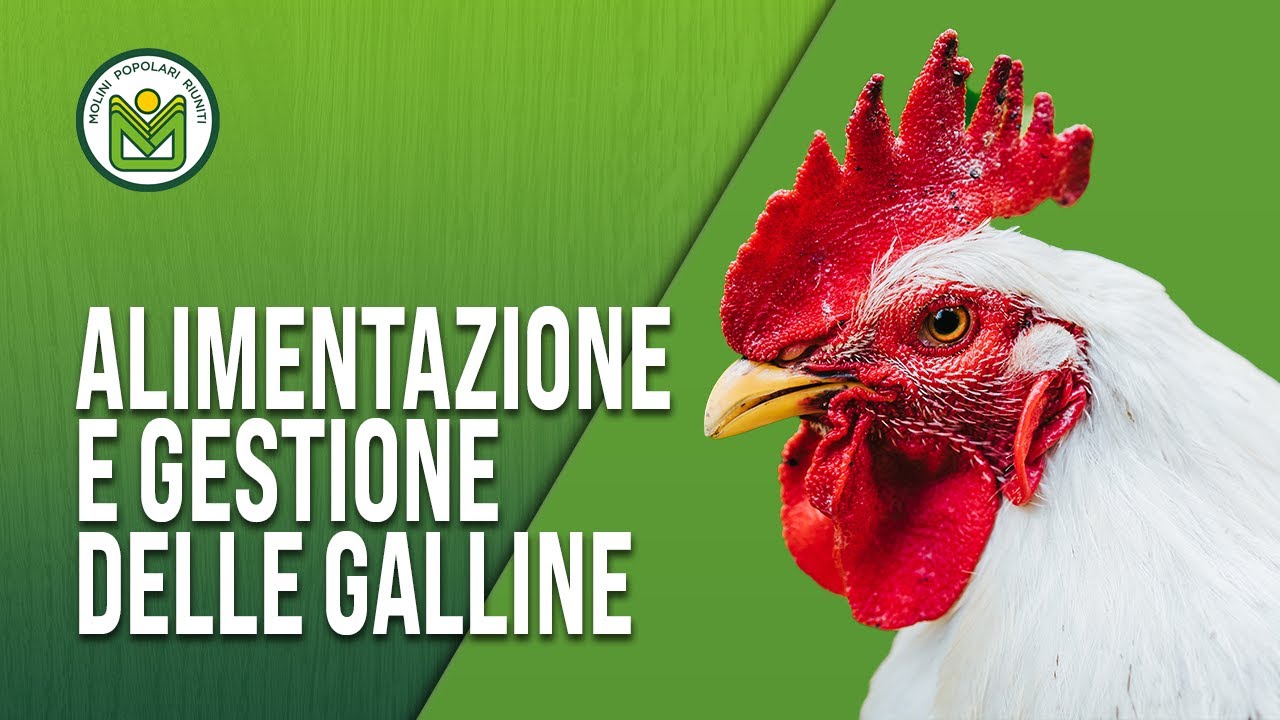 La Gestione delle Galline: I Consigli del Nostro Veterinario