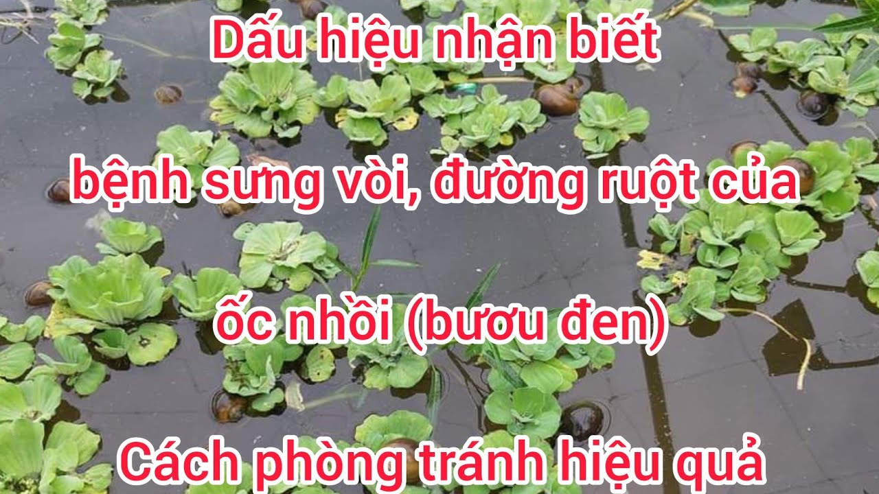 Dấu hiệu nhận biết bệnh sưng vòi, đường ruột của ốc nhồi (bươu đen), cách phòng tránh hiệu quả @