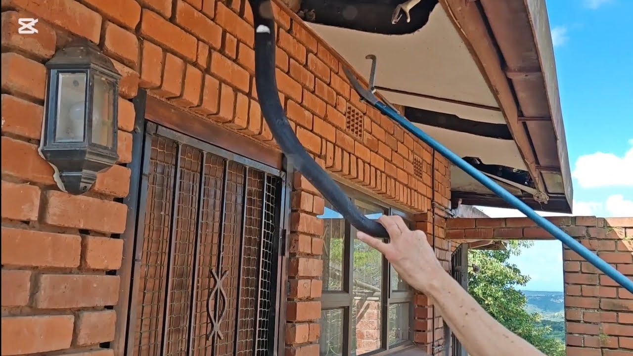 HOW MANY Black Mambas are ACTUALLY in this roof !!??