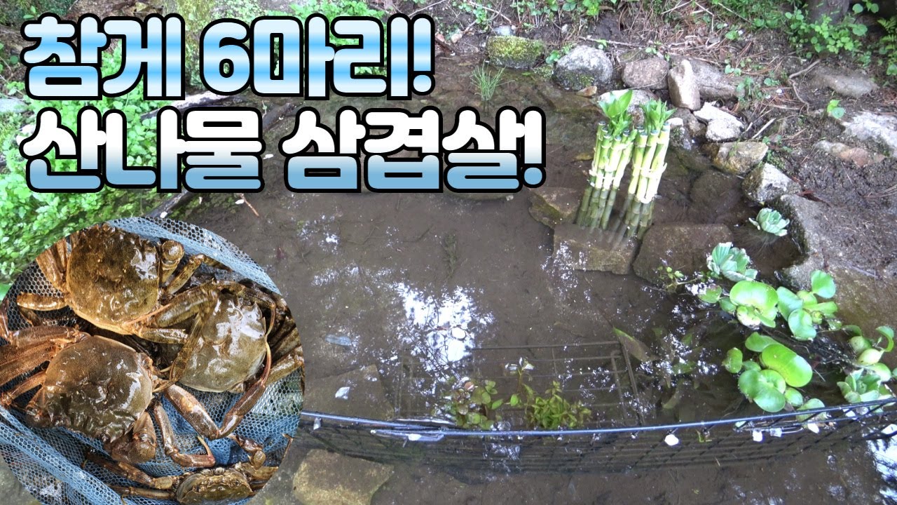 연못에 참게 키우기! 산나물 삼겹살 먹방! Raise Chinese Mitten Crab!