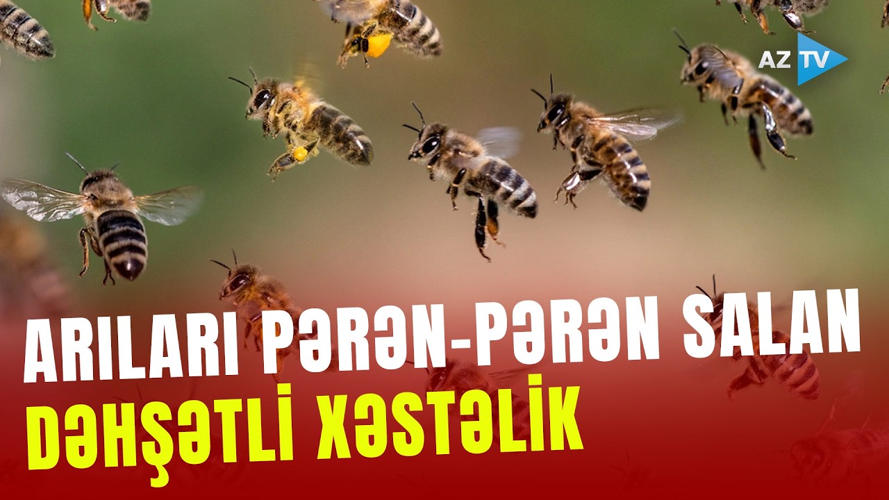 Bu dəhşətli xəstəlik arıları pərən-pərən salaraq yuvadan uzaqlaışdırır: ARIÇILARDAN həyəcan təbili
