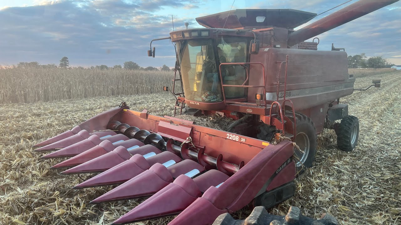 Кукуруза 🌽 из хорошей превратилась в плохую! Урожай кукурузы 2025