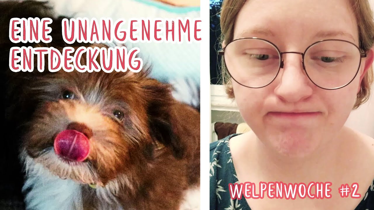 Von Frust, Futter & Vertrauen - Welpenwoche #2 - Welpe zieht ein | Hundealltag mit Havaneser