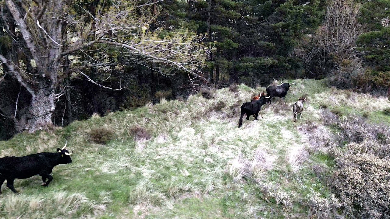 Tauros release La Maleza | Natural grazing in Albarrac&iacute;n Mountains, Spain | April 2021
