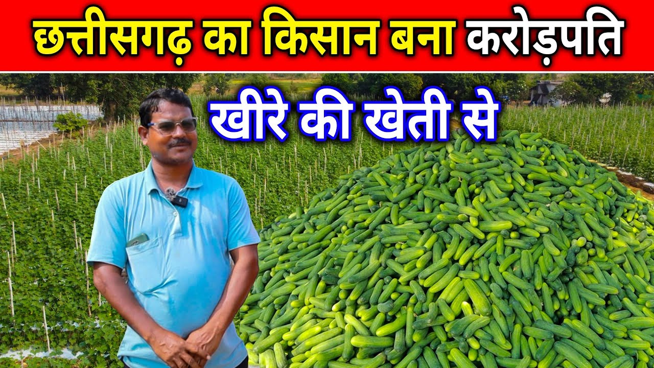 छत्तीसगढ़ का किसान बना‌ करोड़पति 😱 Khira ki kheti Se ✅।Cucumber cultivation।Millionaire farmer of CG