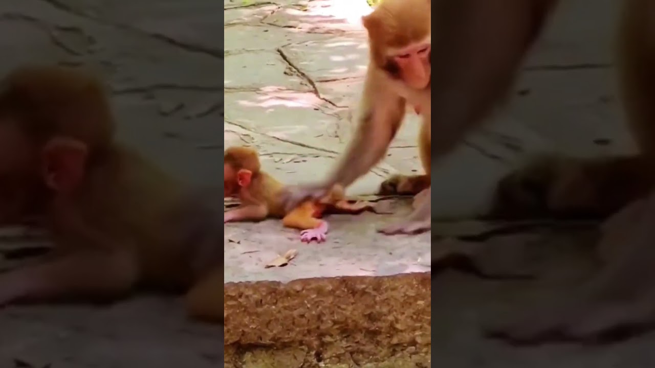 Clean the monkey's poop.#monkey #animals ##babyprimate #babyanimal #123 #1k #100 #short #shorts