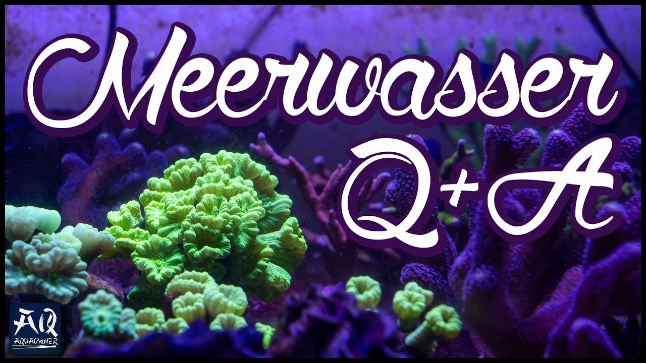 Mega Meerwasser Q&A mit Adrie Baumann | AquaOwner