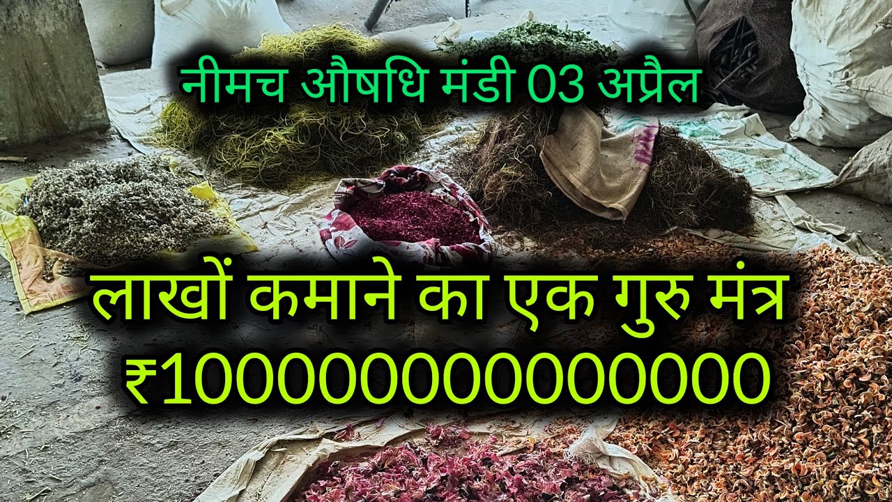 नीमच औषधि मंडी यह काम कर लो लखपति बनने से कोई नहीं रोक सकता । Neemuch Mandi bhav