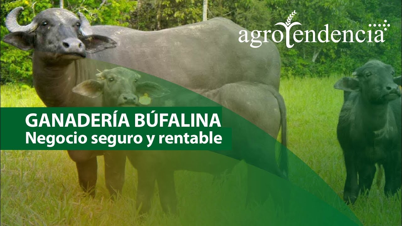 GANADERÍA BUFALINA  | Un animal triple propósito