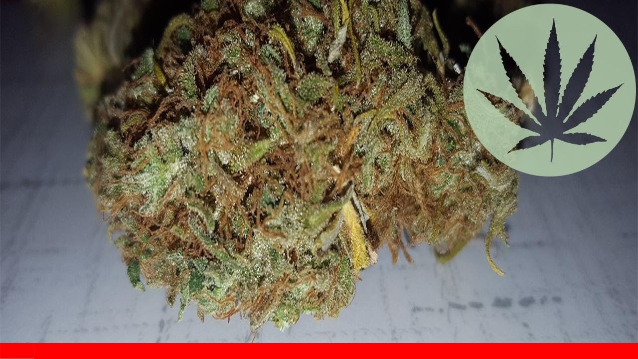 Candy Jack - All About This Strain