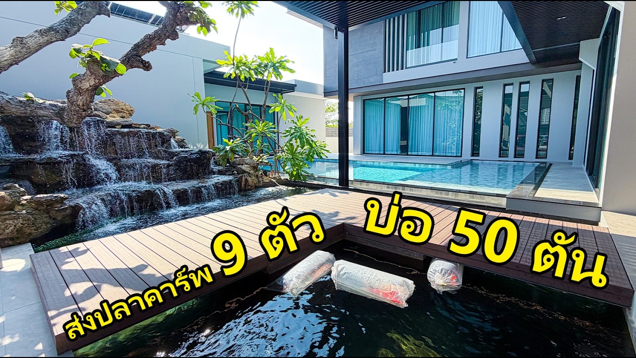 ส่งปลาคาร์พ 9 ตัว ในบ่อ 50 ตัน