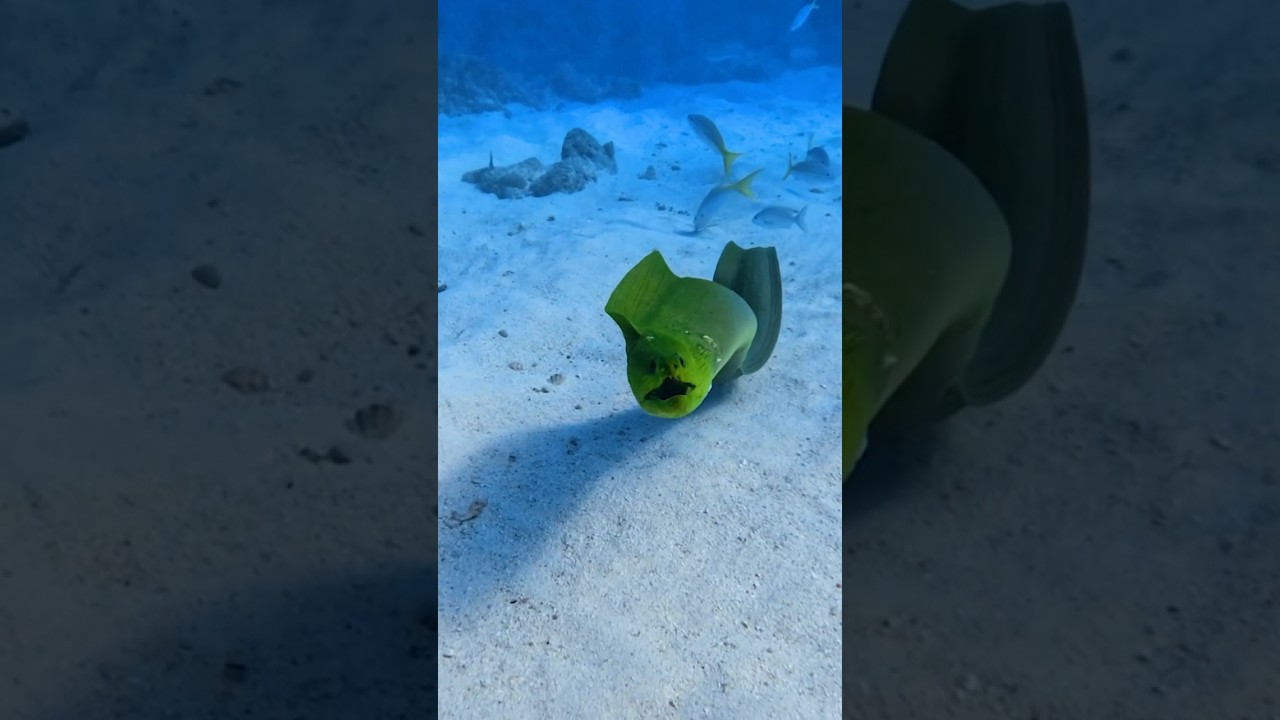 Thrills of a Green Moray