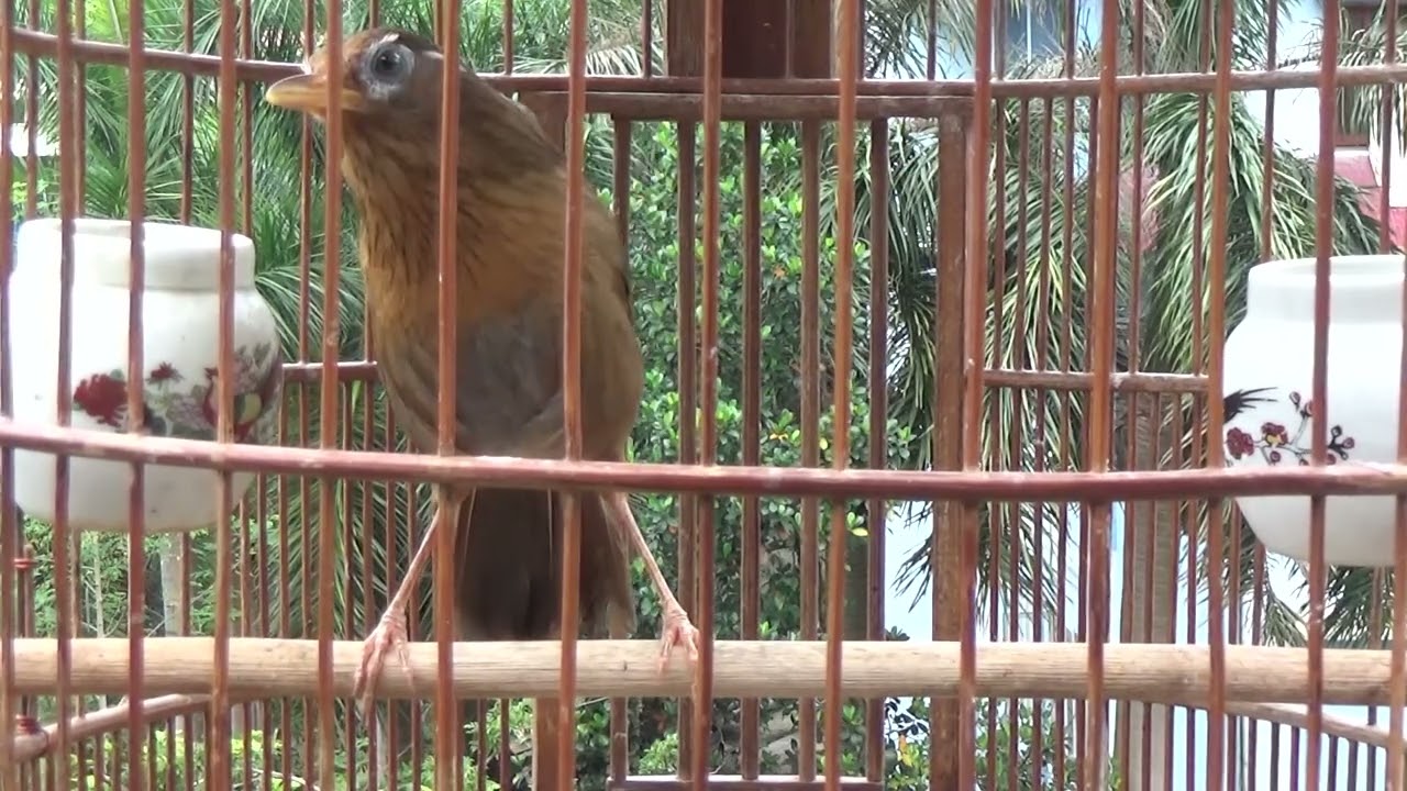 HM3049 Mộc mạc, sứt mẻ _ Đã bay