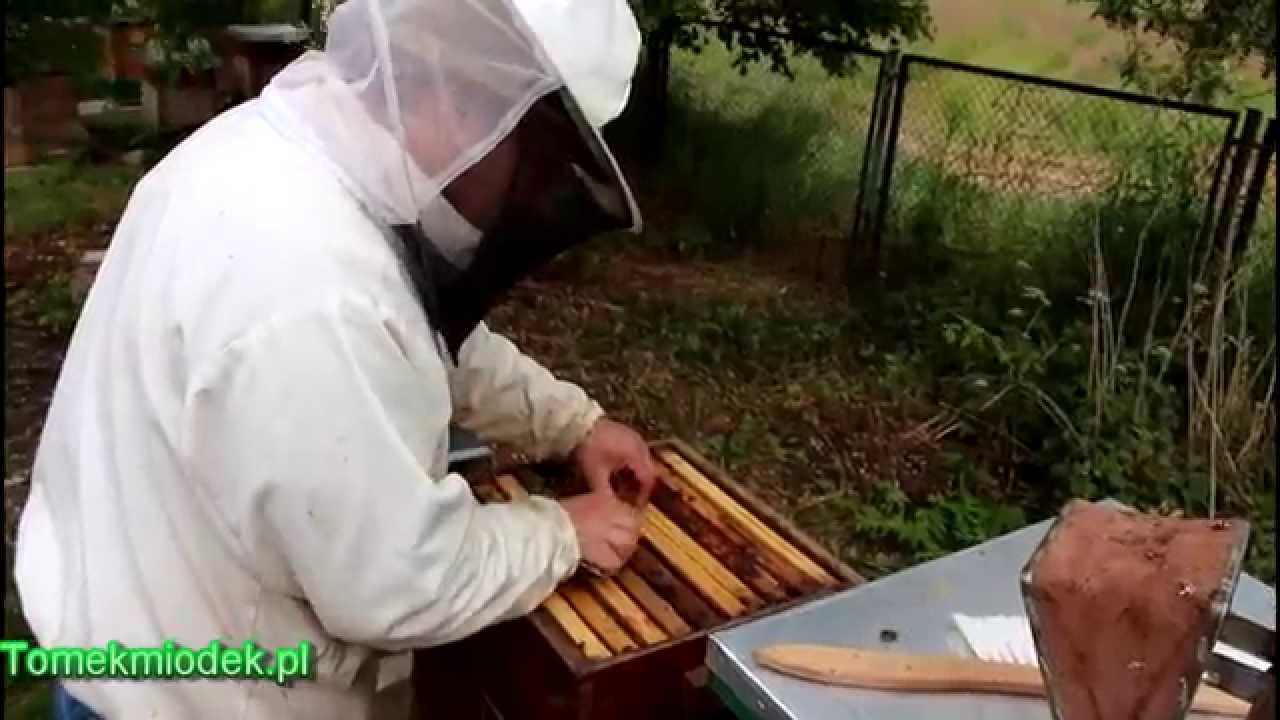 Zabawa w pszczoły