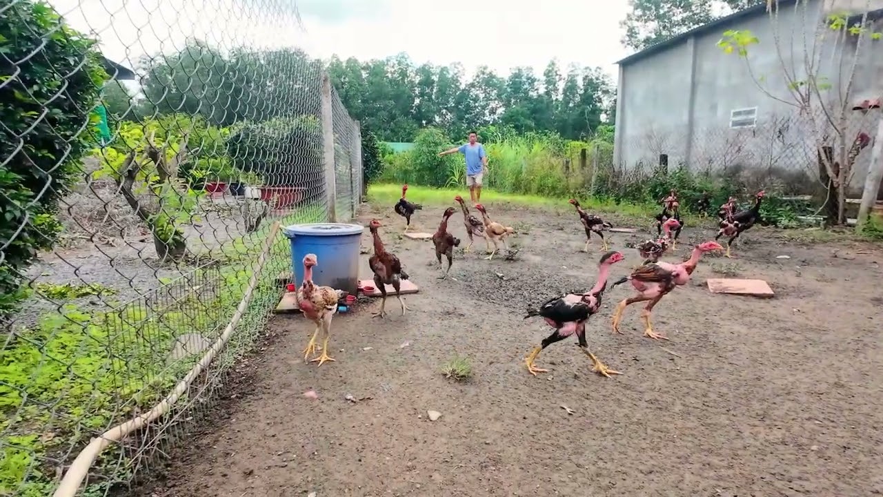 KHU NUÔI ĐÀN GÀ TRỐNG CHOAI 3 TỚI 7 THÁNG TUỔI - TRỌNG GÀ ĐÒN BÌNH DƯƠNG