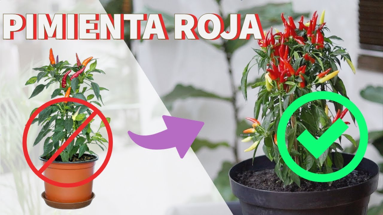 La forma correcta de cuidar de tu pimienta o ají.