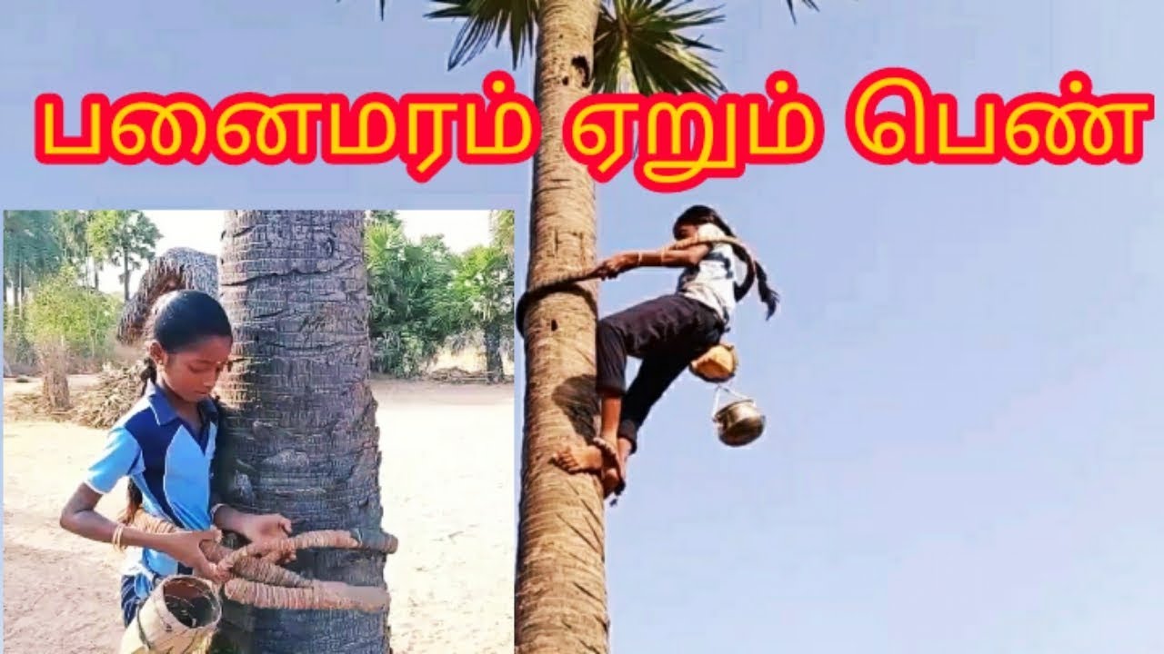 பனைமரம் ஏறும் சிங்க பெண்