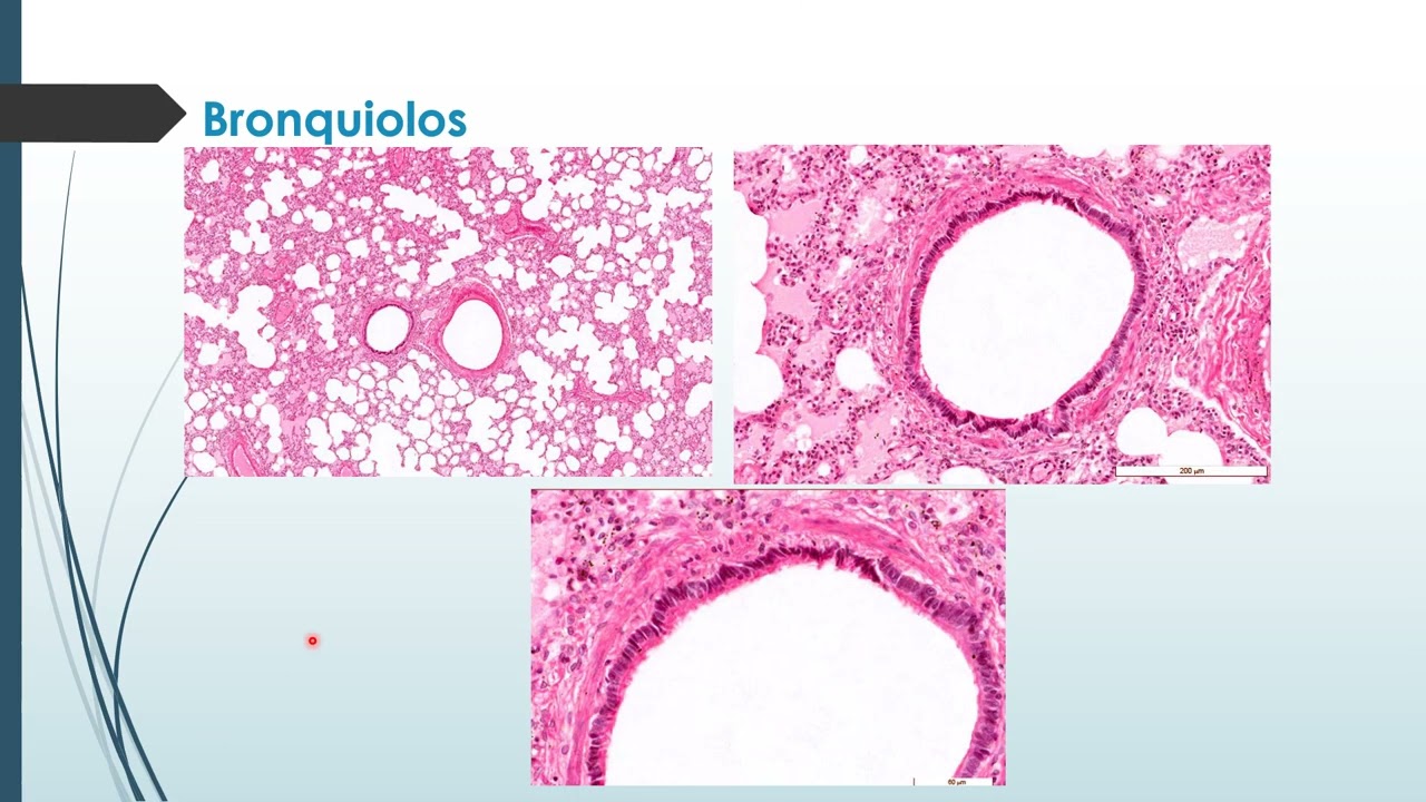 Patología sistémica: Aparato respiratorio
