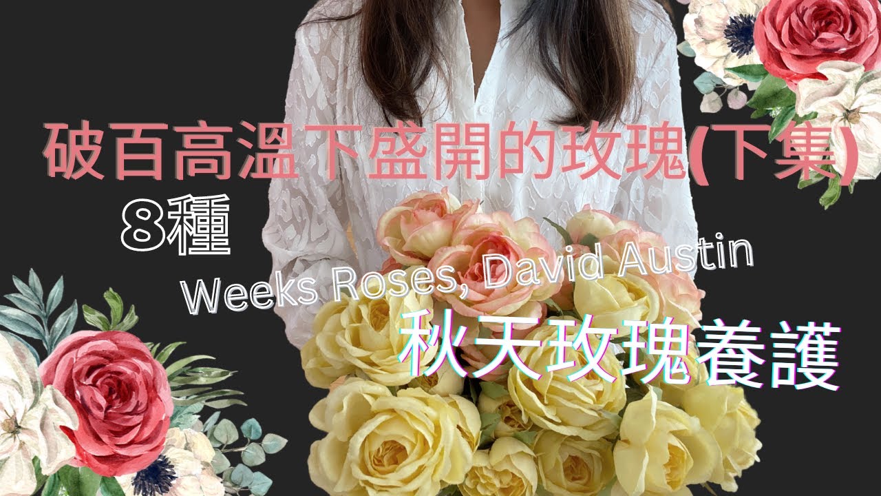 破百氣溫下挺過仍盛開的玫瑰(下集)，秋天玫瑰養護的必做的步驟。8 extreme heat-tolerant roses.