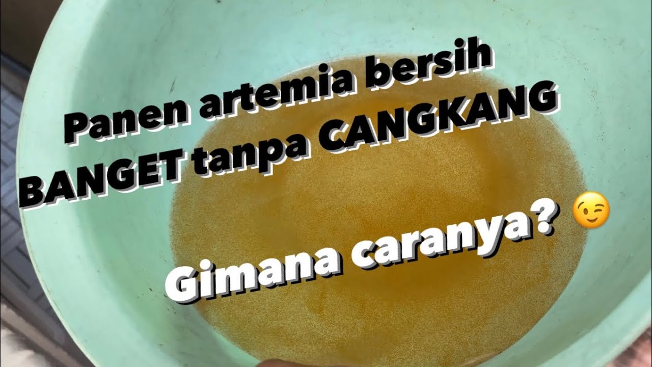 Inovasi baru untuk ARTEMIA, jangan sampe kalian ketinggalan 😁