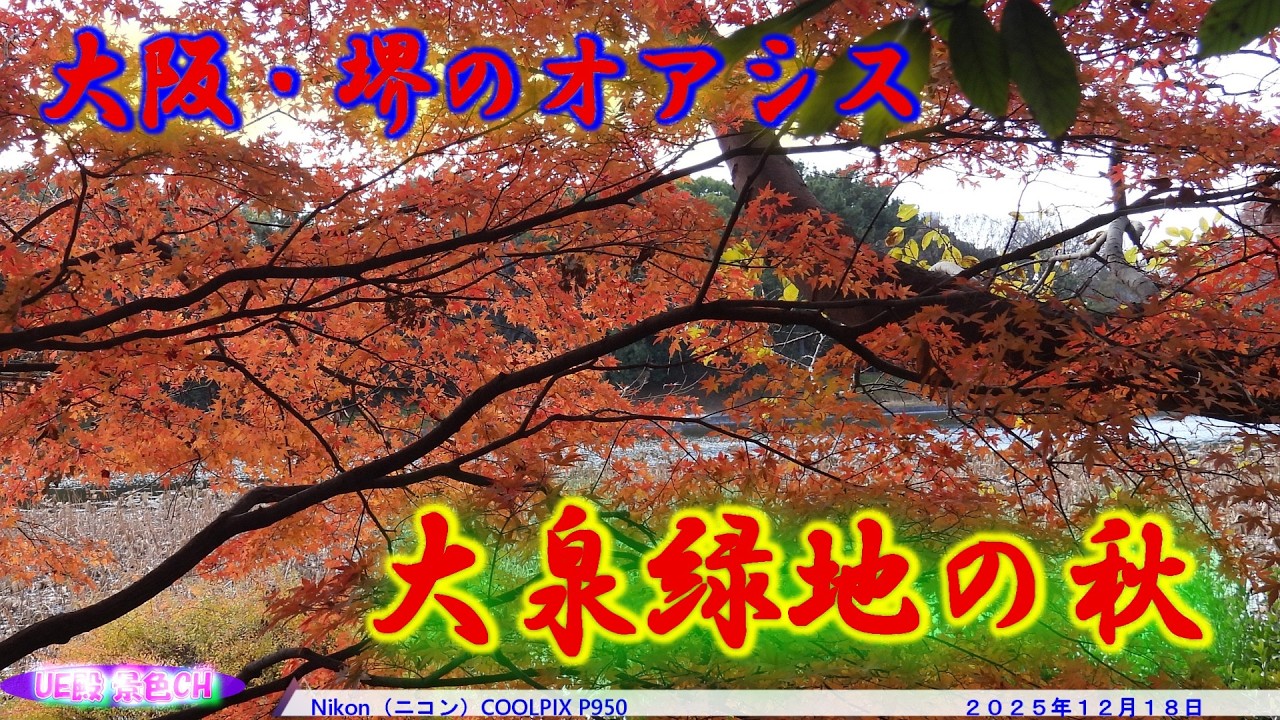 【4K】大泉緑地の秋｜12月の紅葉散策（2025年12月18日）
