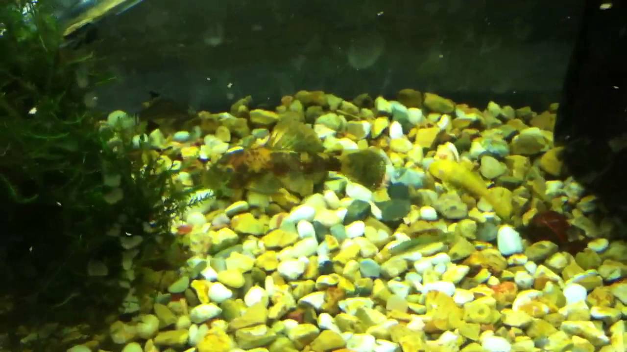 Calico Bristlenose Plecos!